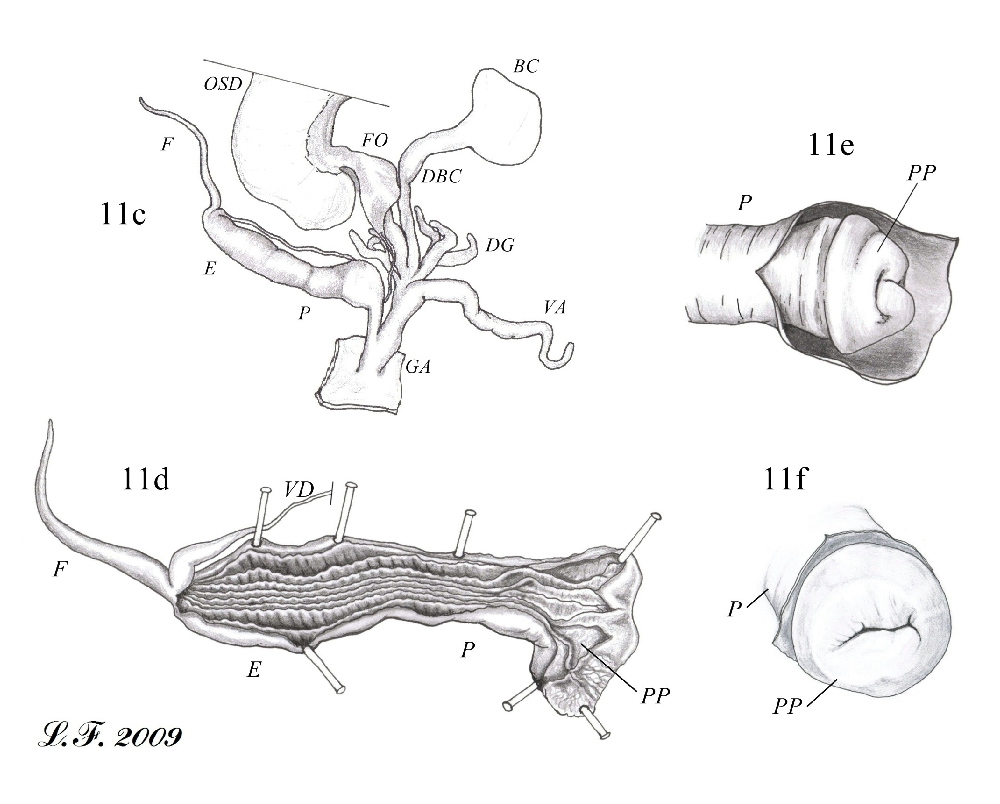 Monacha rizzae (Aradas, 1843)